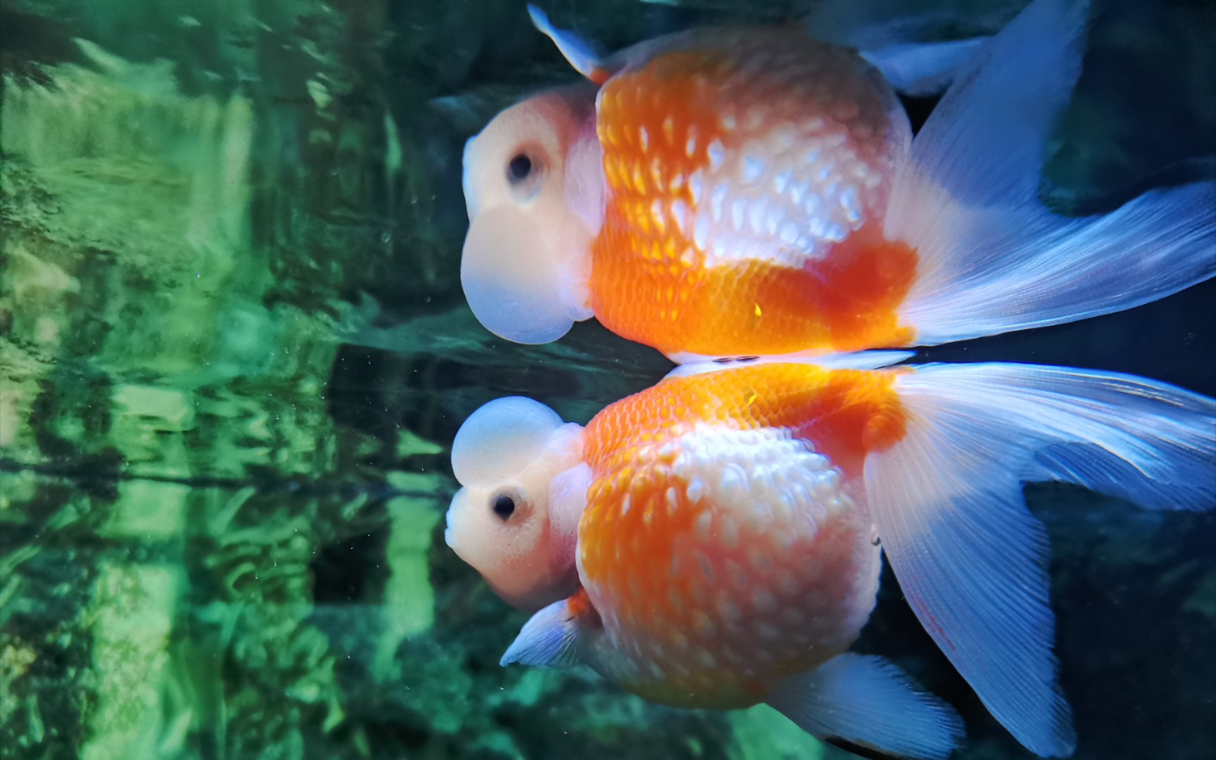 【成都动物园vlog】鱼鱼鱻96