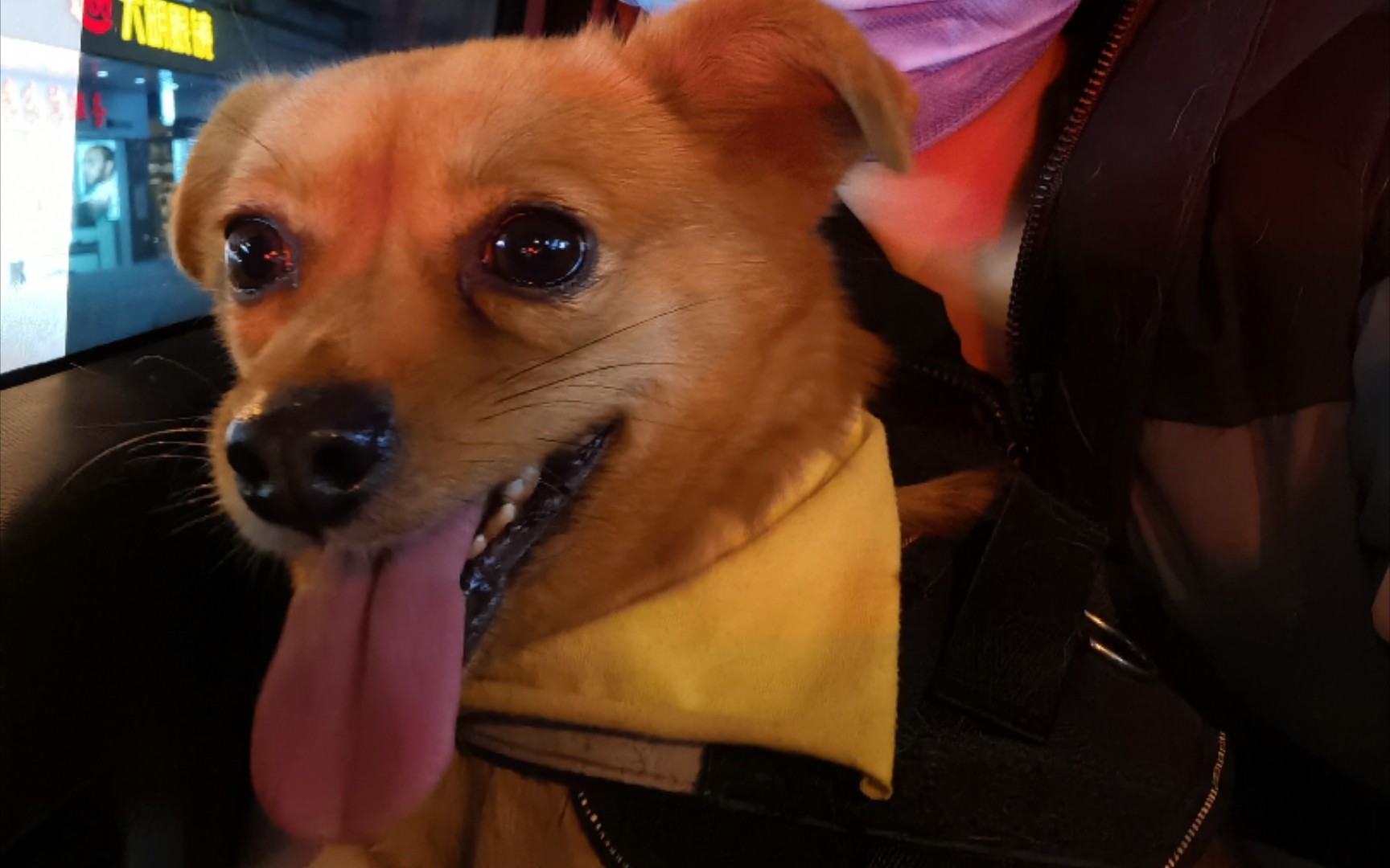 【田园犬串串】狗狗和宝宝 可可爱爱