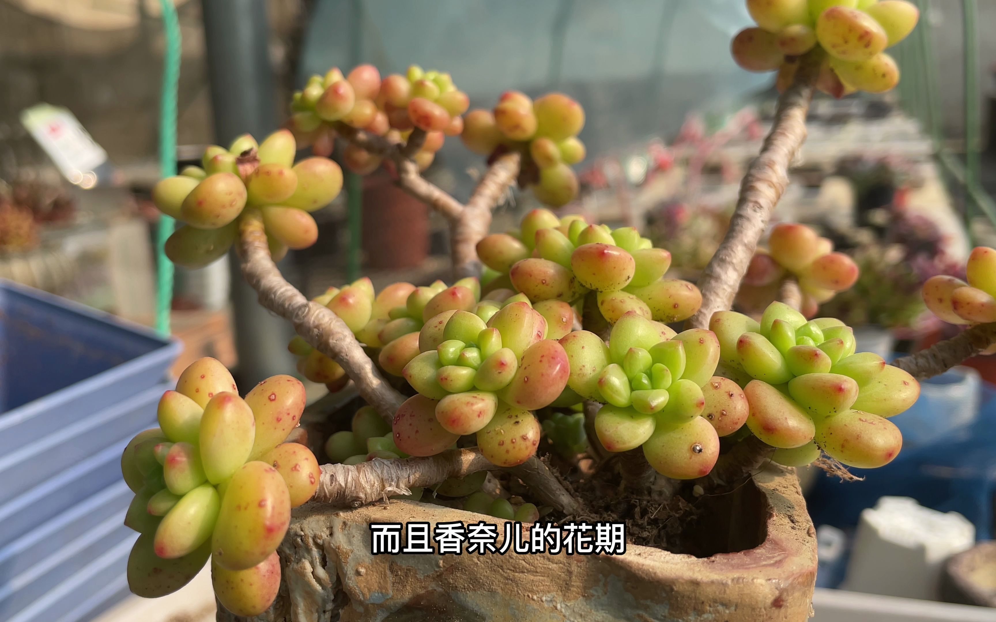 柳叔的多肉不能吃no.3-香格里拉