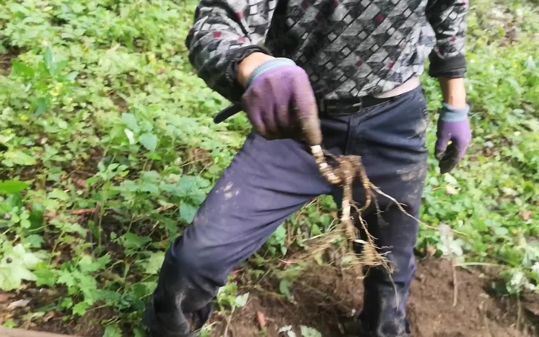 [图]村民上山遇到一棵人参，挖了半天才发现，什么都没有了