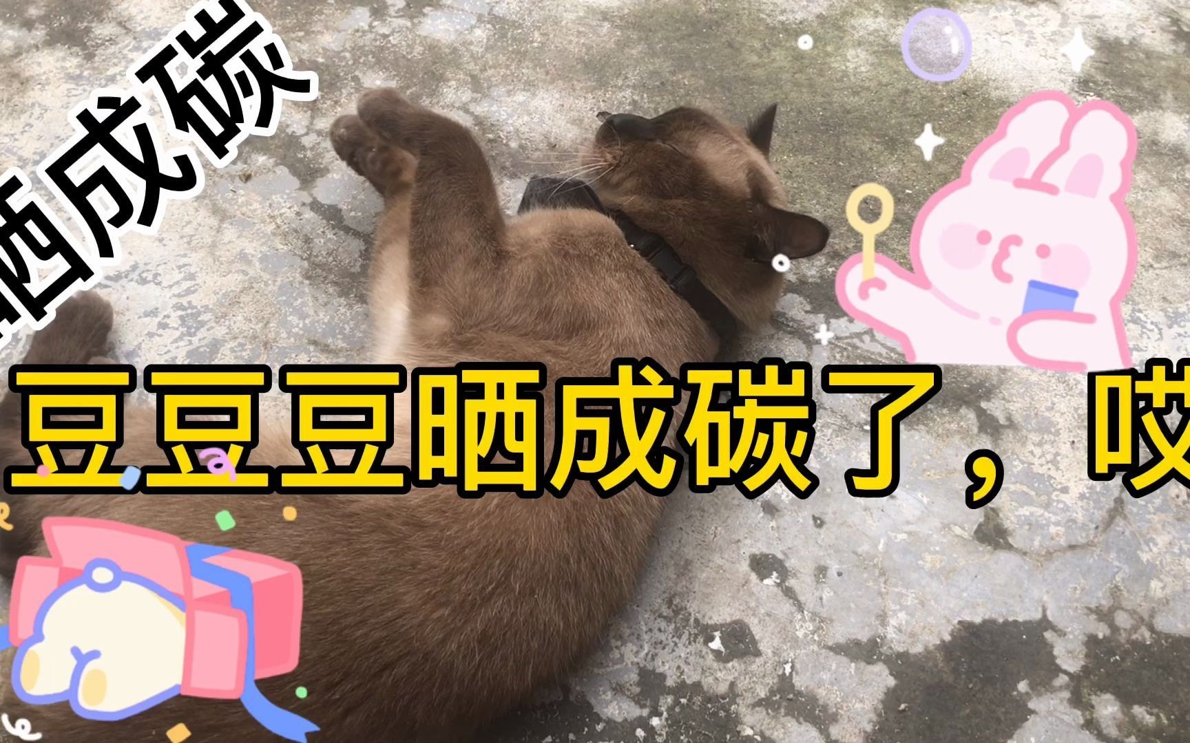 暹罗猫豆豆晒成碳了改名吧叫碳儿