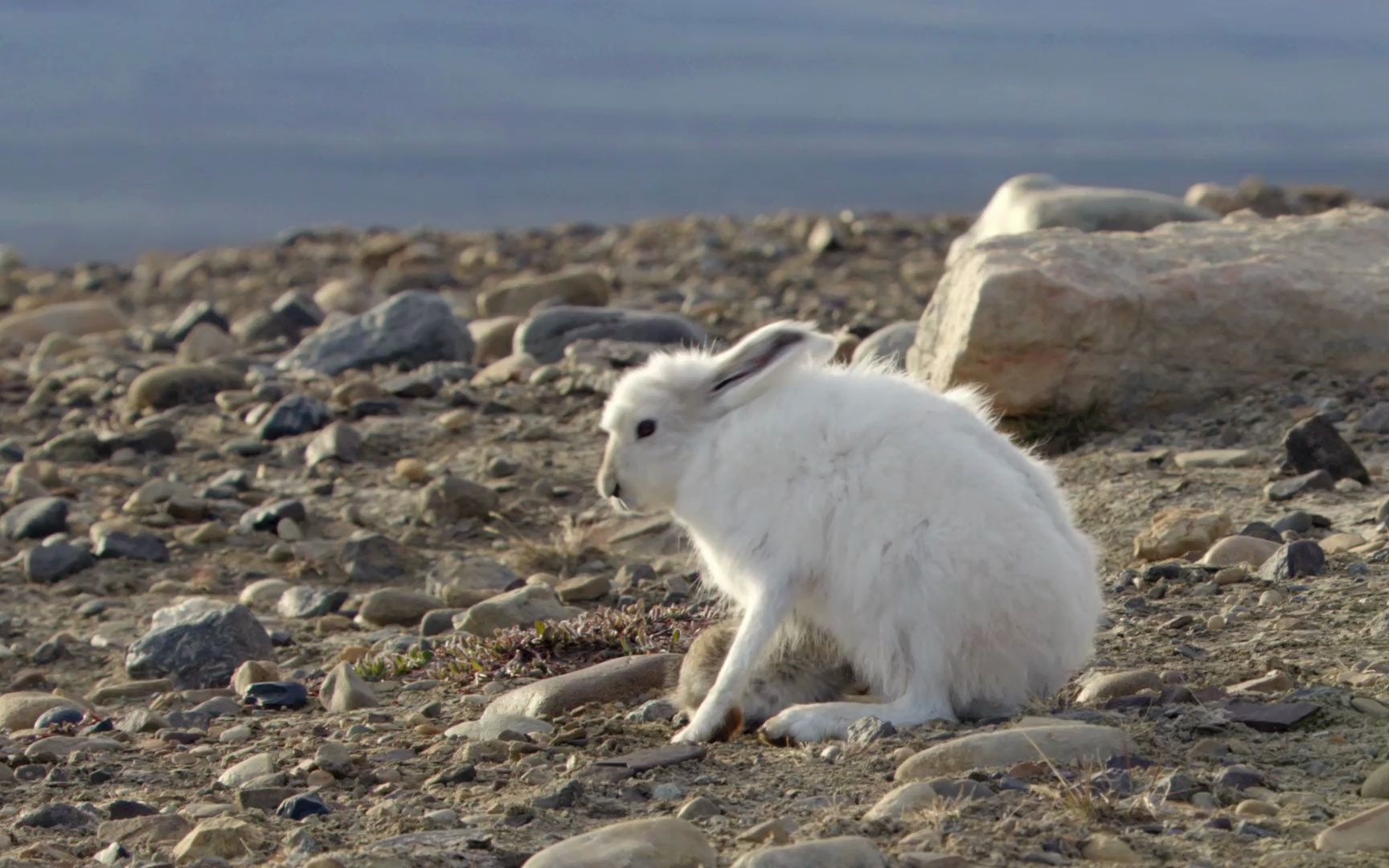 北极兔妈妈给小兔子喂奶