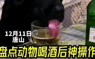 动物喝酒 哔哩哔哩 Bilibili