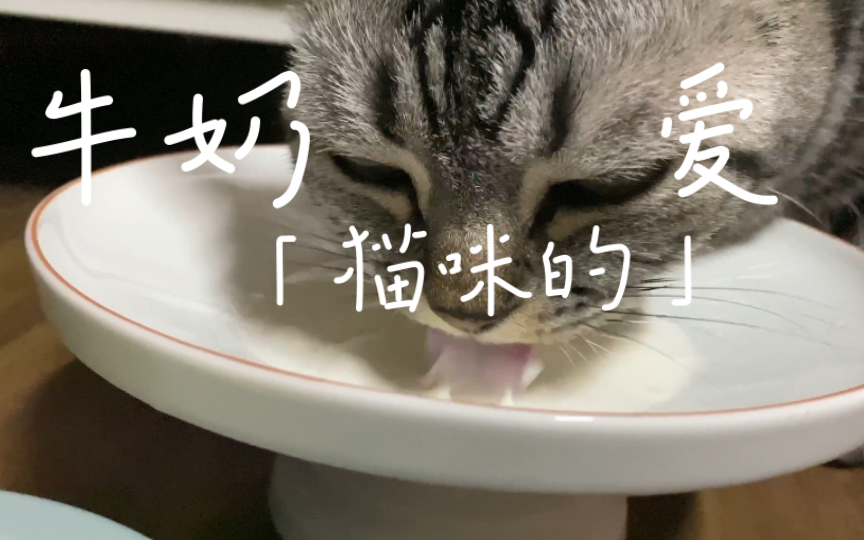 困困猫猫头喝牛奶也太治愈了叭哔哩哔哩bilibili