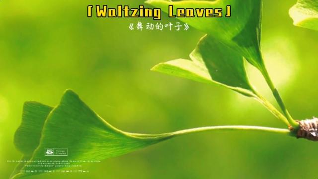 [图]Waltzing Leaves「世界顶级轻音乐」