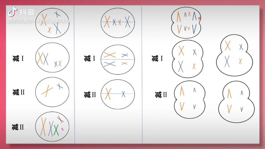 有丝分裂、减数分裂图像辨认哔哩哔哩bilibili