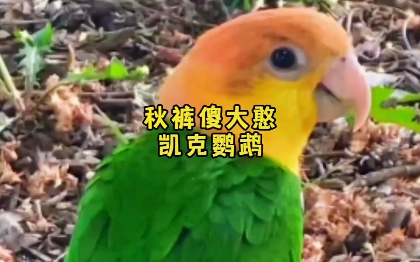 秋裤傻大憨凯克鹦鹉
