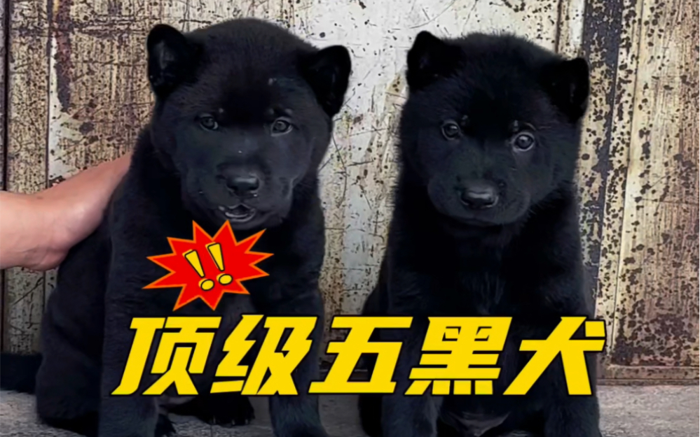 帮粉丝安排顶级五黑犬