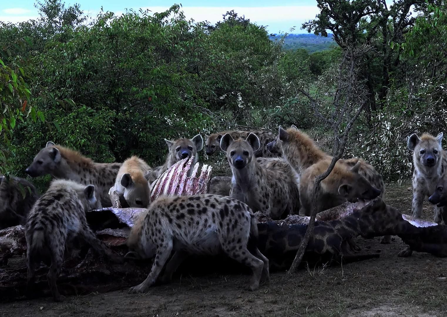 鬣狗群吞吃腐烂发臭长颈鹿,撕成八瓣啃碎肉,大型切割现场