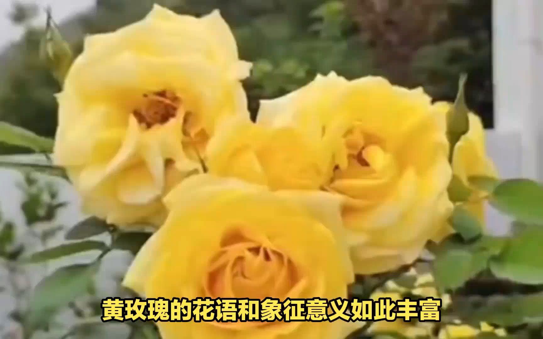 [图]黄玫瑰的花语和象征意义，送女朋友太丢人了！