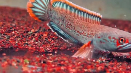 12-13cm 血超多 #观赏鱼##梦幻血斑一型雷龙鱼##雷龙鱼