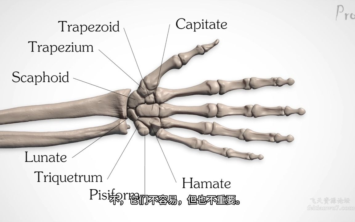 【艺用人体解剖】Proko(全集中字)42.1:手部骨骼哔哩哔哩bilibili