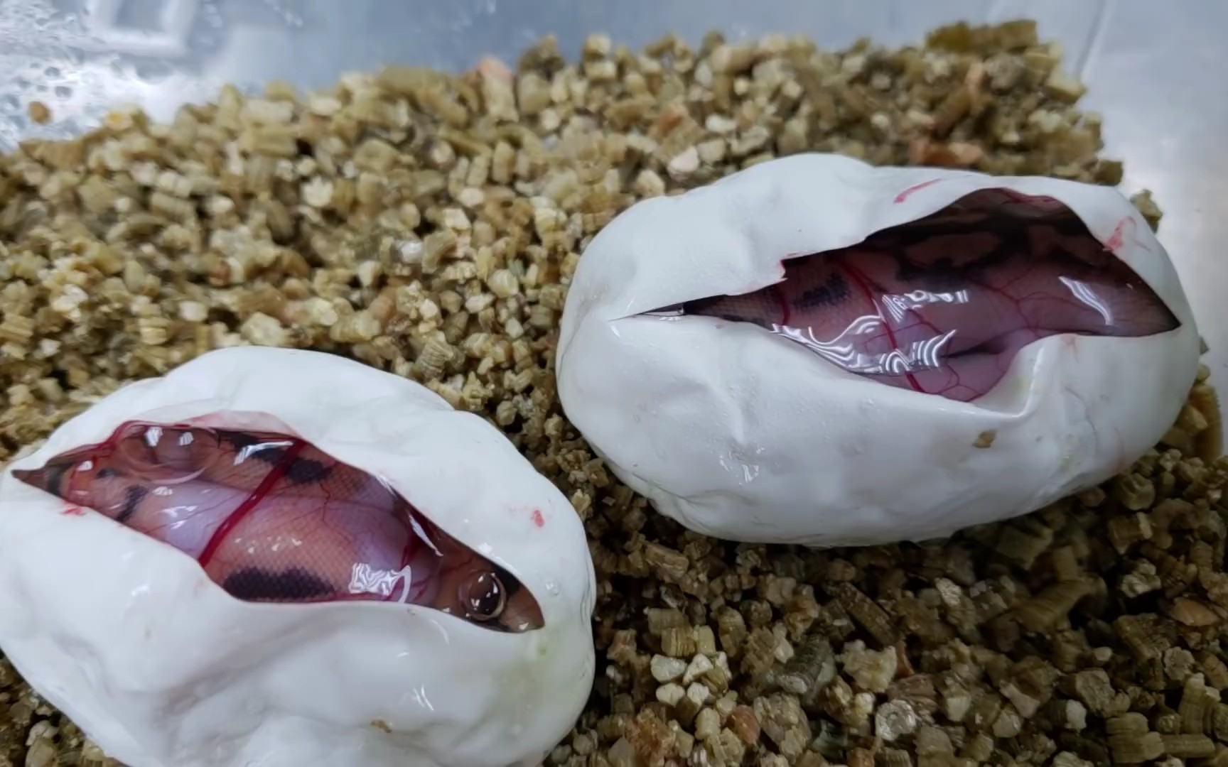 是时候剪开蛇蛋帮助小球蟒出世了