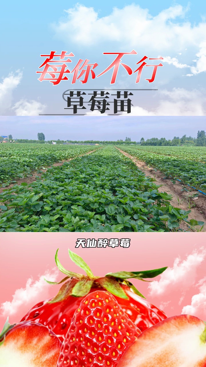 华艳草莓苗品种介绍图片