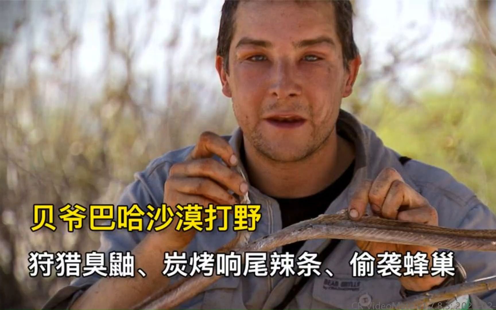 3_贝爷巴哈沙漠荒野求生,狩猎臭鼬,偷袭蜜蜂老巢,炭烤响尾辣条