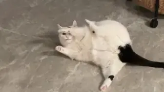你管这叫猫