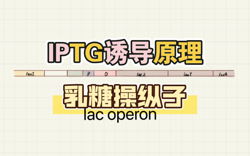 lac operon|乳糖操纵子负调控机制 IPTG诱导原理哔哩哔哩bilibili