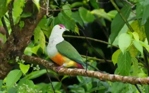 Tải video: 帕劳岛果鸠