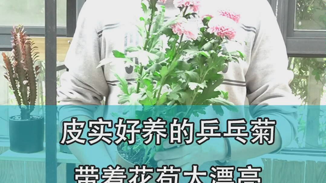 皮实好养的乒乓菊,带着花苞太漂亮,能多次开花哔哩哔哩bilibili