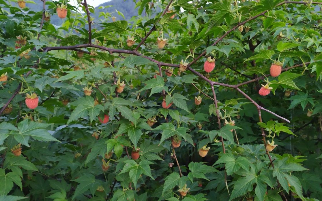 掌叶覆盆子药用价值古典记载_哔哩哔哩 (゜-゜)つロ 干杯~-bilibili