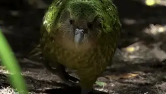 【鸮鹦鹉】真正的走地鸡，鹦鹉界的蠢萌胖子！