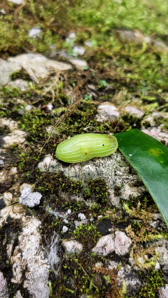 梨刺蛾幼虫图片