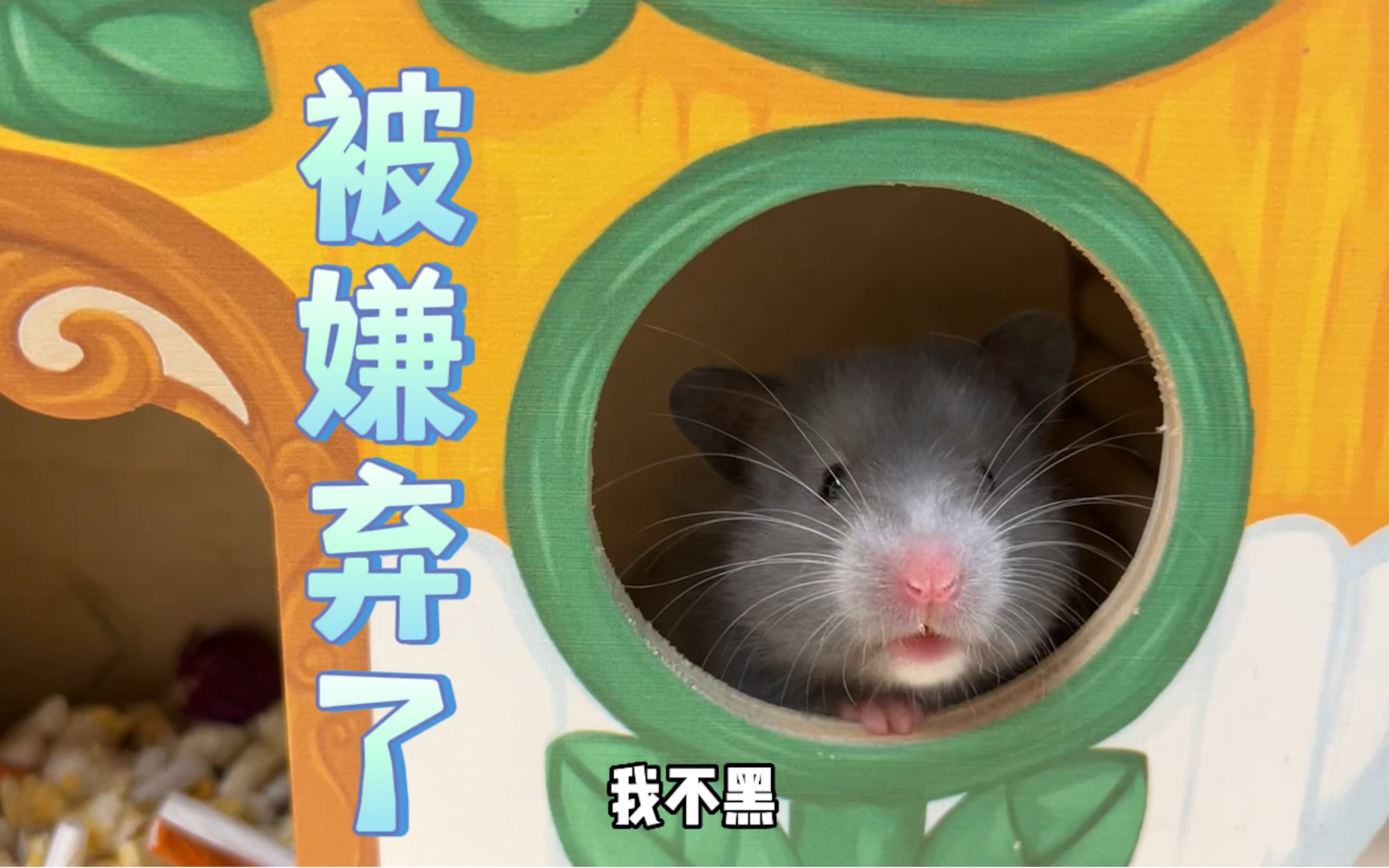 小可爱又是被嫌弃的一天