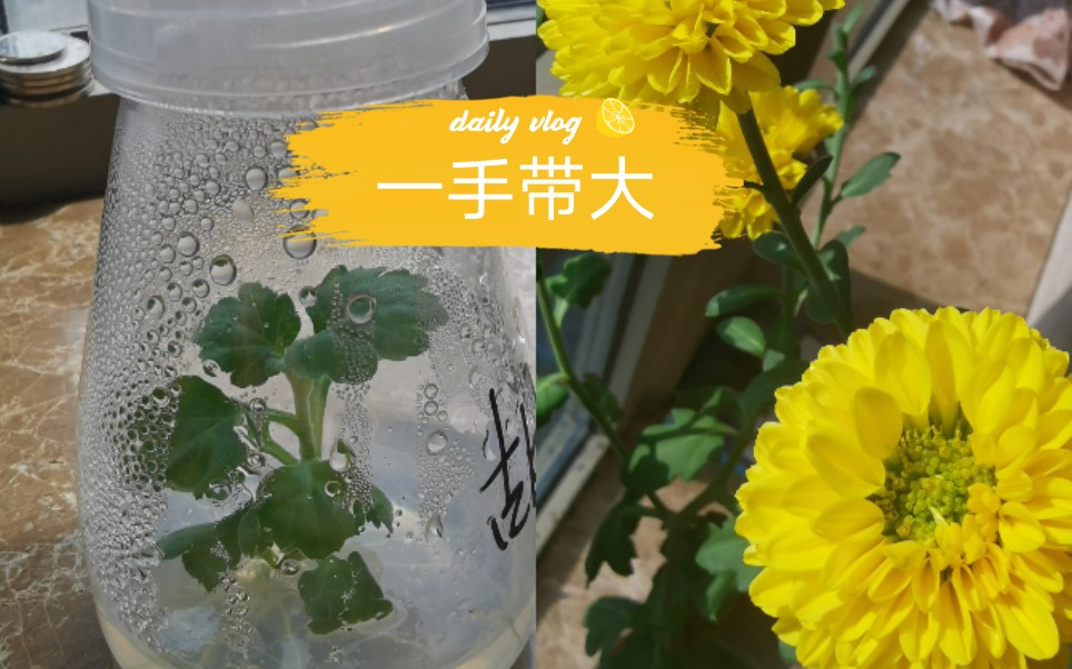 [图]2分钟看完一年菊花组织培养全过程