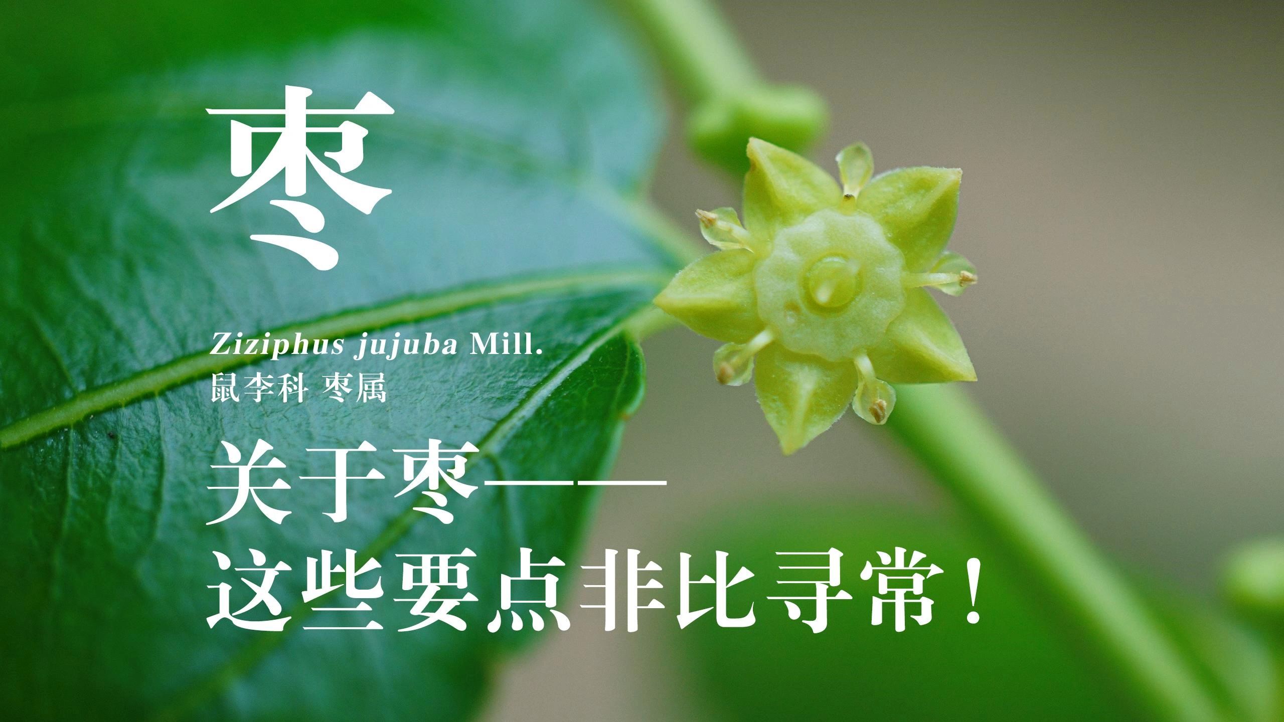 枣花:关于它,这些知识点非比寻常!哔哩哔哩bilibili