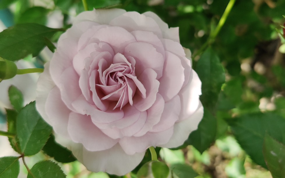 月季第八弹 贵族礼光(紫水晶)