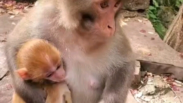 [图]游客逗猴母对猴仔的保护