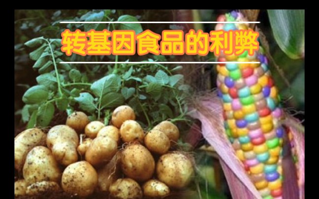 转基因食品的利弊哔哩哔哩bilibili