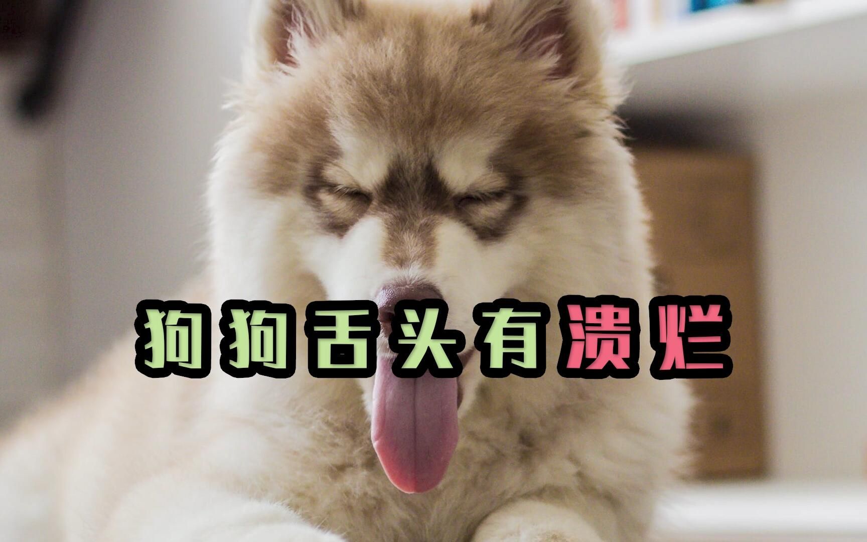 狗狗舌头有溃烂