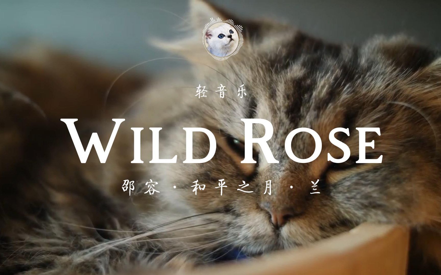 [图]经典轻音乐：和平之月·兰·Wild Rose！让耳朵怀孕！4K画质！显卡收割机！