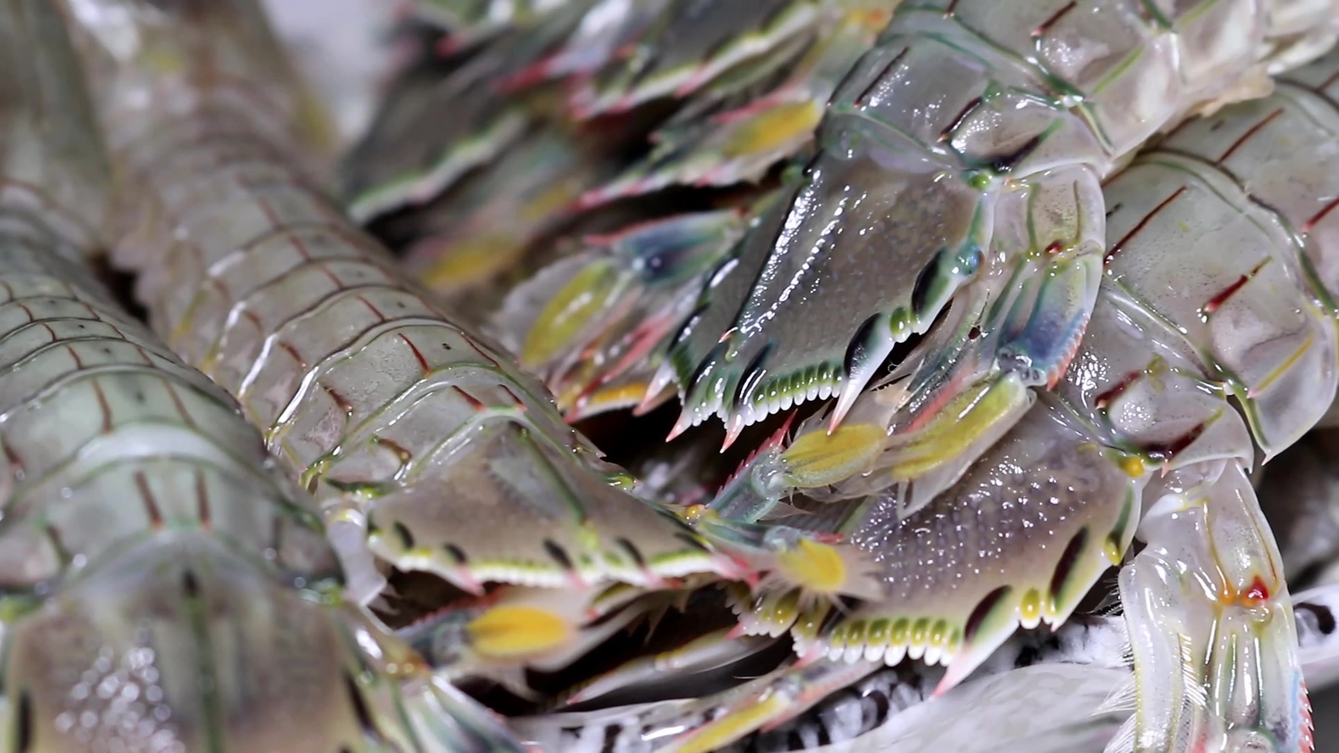 深叶食堂皮皮虾做法剥法挑法小窍门