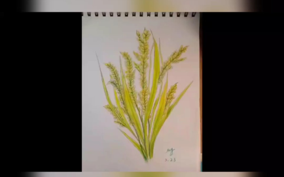 活动作品彩铅水稻缅怀袁老