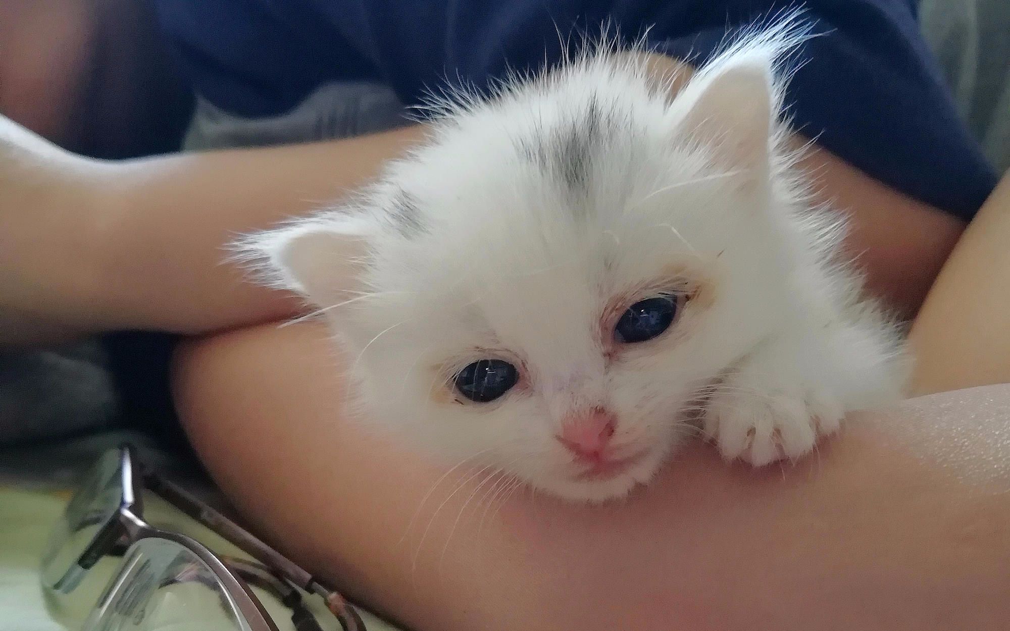 [图]路边捡到一只超小超无助的奶猫猫， 血槽已空