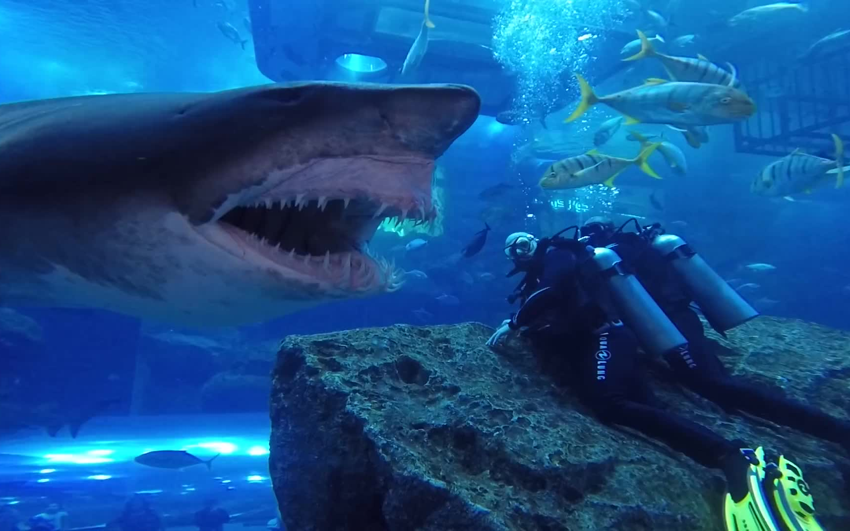 迪拜水族馆潜水体验,近距离观察哥布林鲨