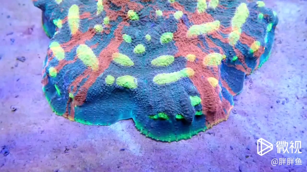 调色盘海水珊瑚