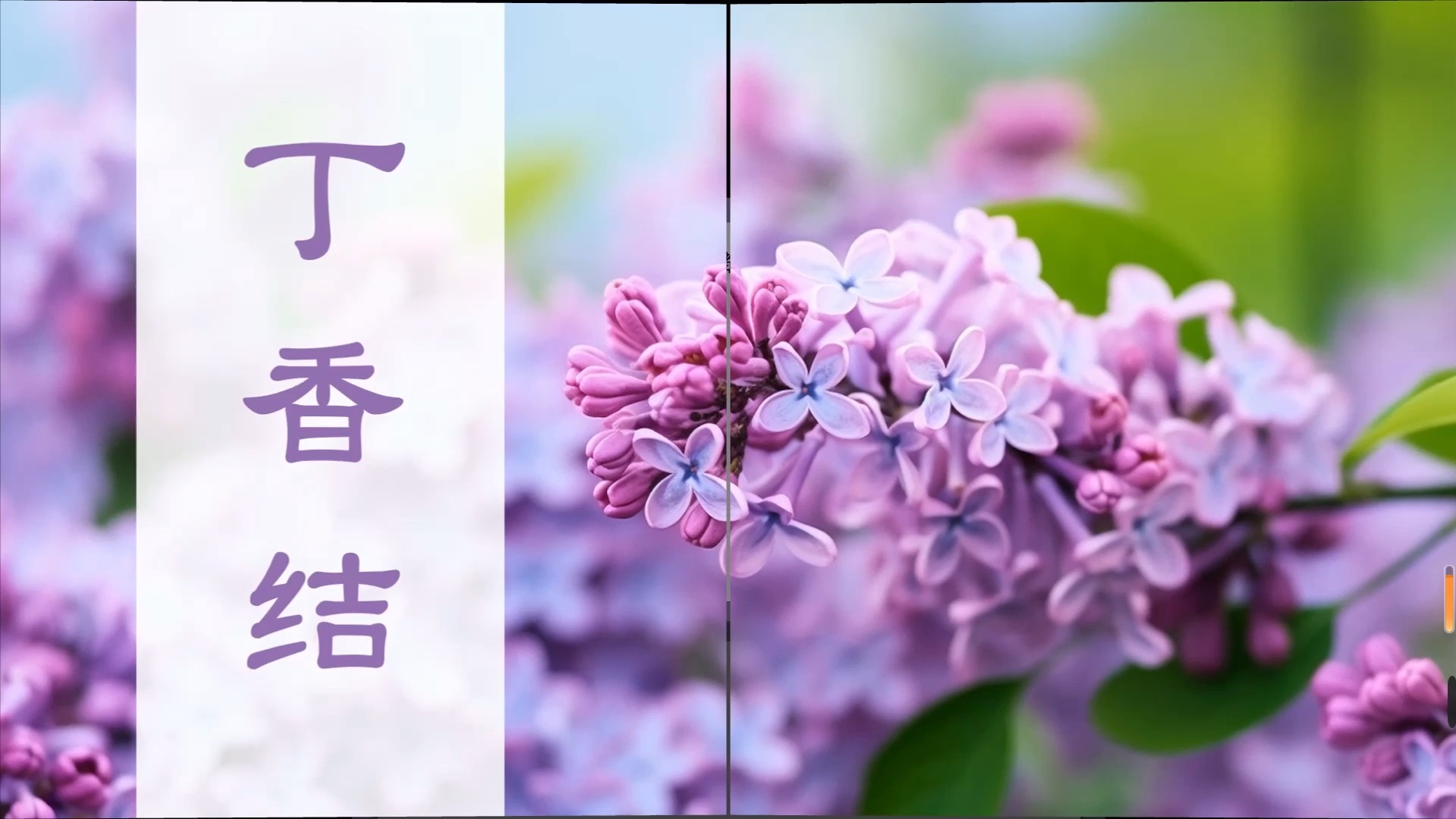 六上《丁香结》公开课ppt