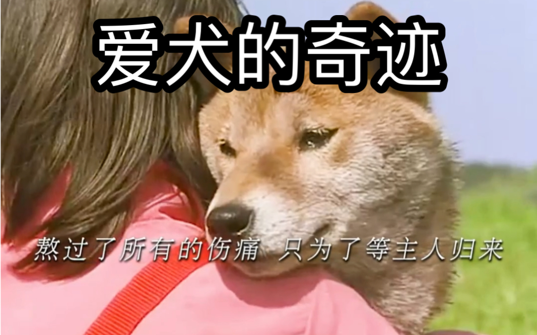 爱犬的奇迹,根据真实事件改编,这狗子太感人了