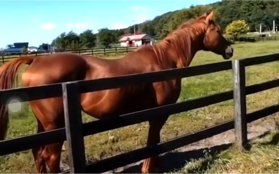赛马美浦波旁站在栏杆前
