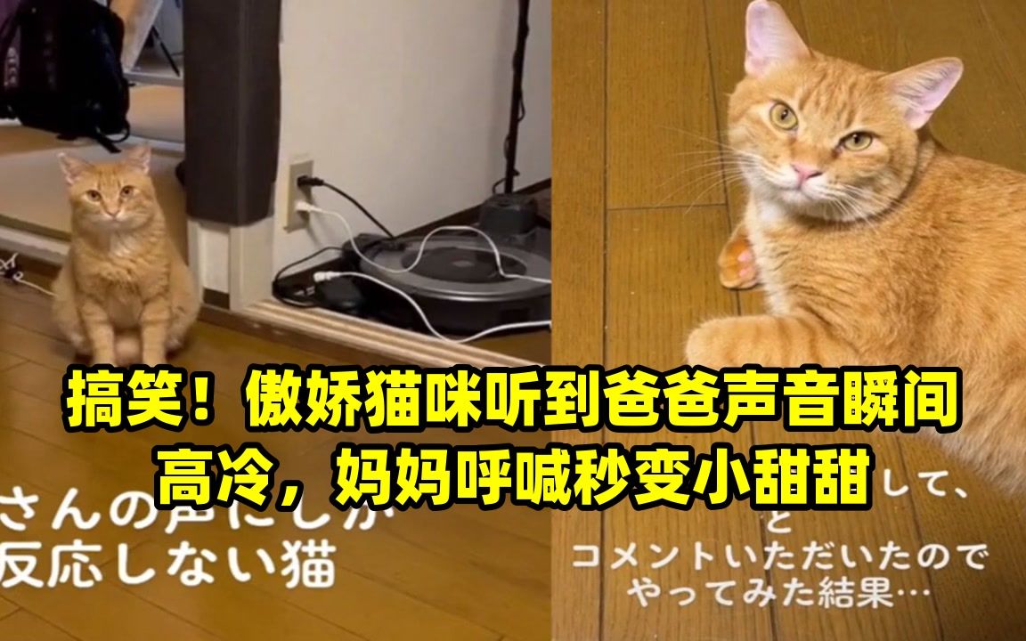 搞笑!傲娇猫咪听到爸爸声音瞬间高冷,妈妈呼喊秒变小甜甜