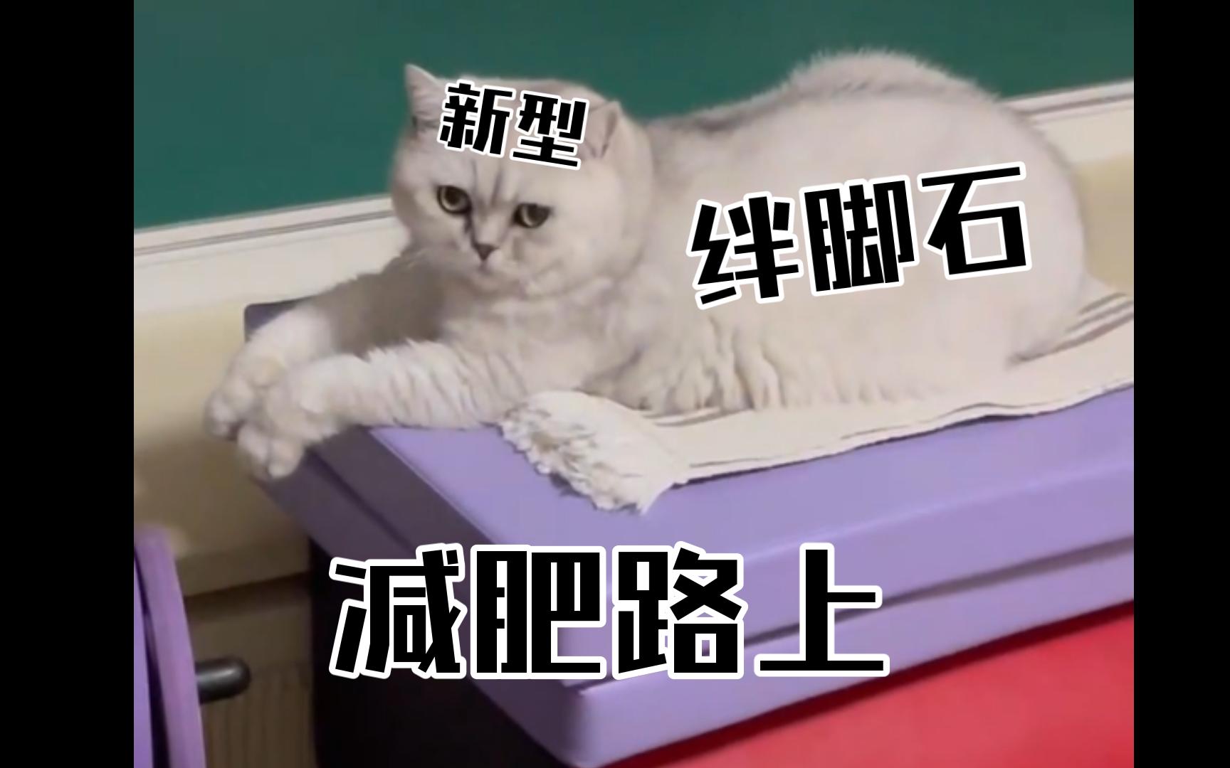 猫咪:一种减肥路上的新型绊脚石
