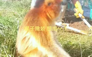 Download Video: 猴子撒娇 想抱一下