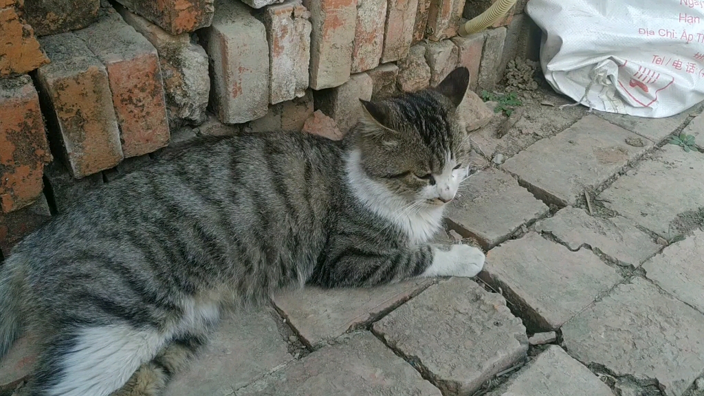 猫咪生在农村里.是个穷地方.
