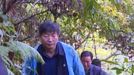 [图]南山国家公园发现国家一级保护野生植物小叶红豆"野生植物 "南山 "树木