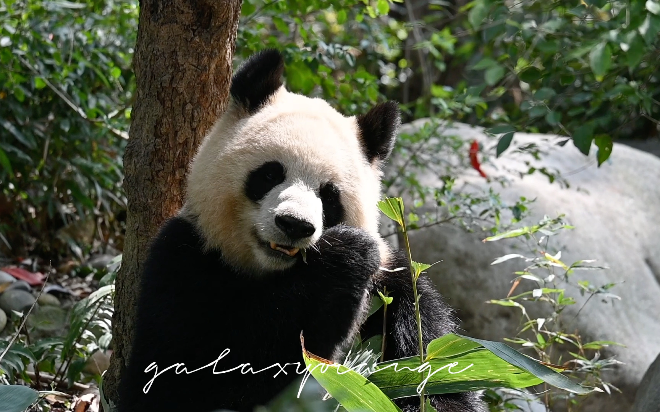 【大熊猫园润】230325 今天胃口还不错的陈园润