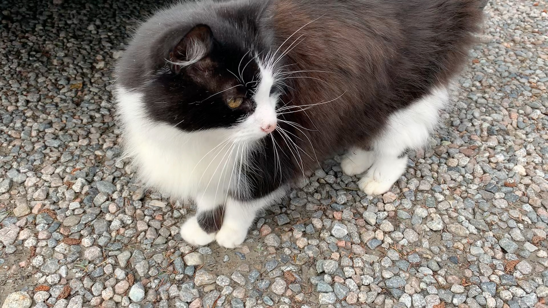 姑且就叫他 边境牧羊猫吧.苏格兰高地偶遇的小可爱