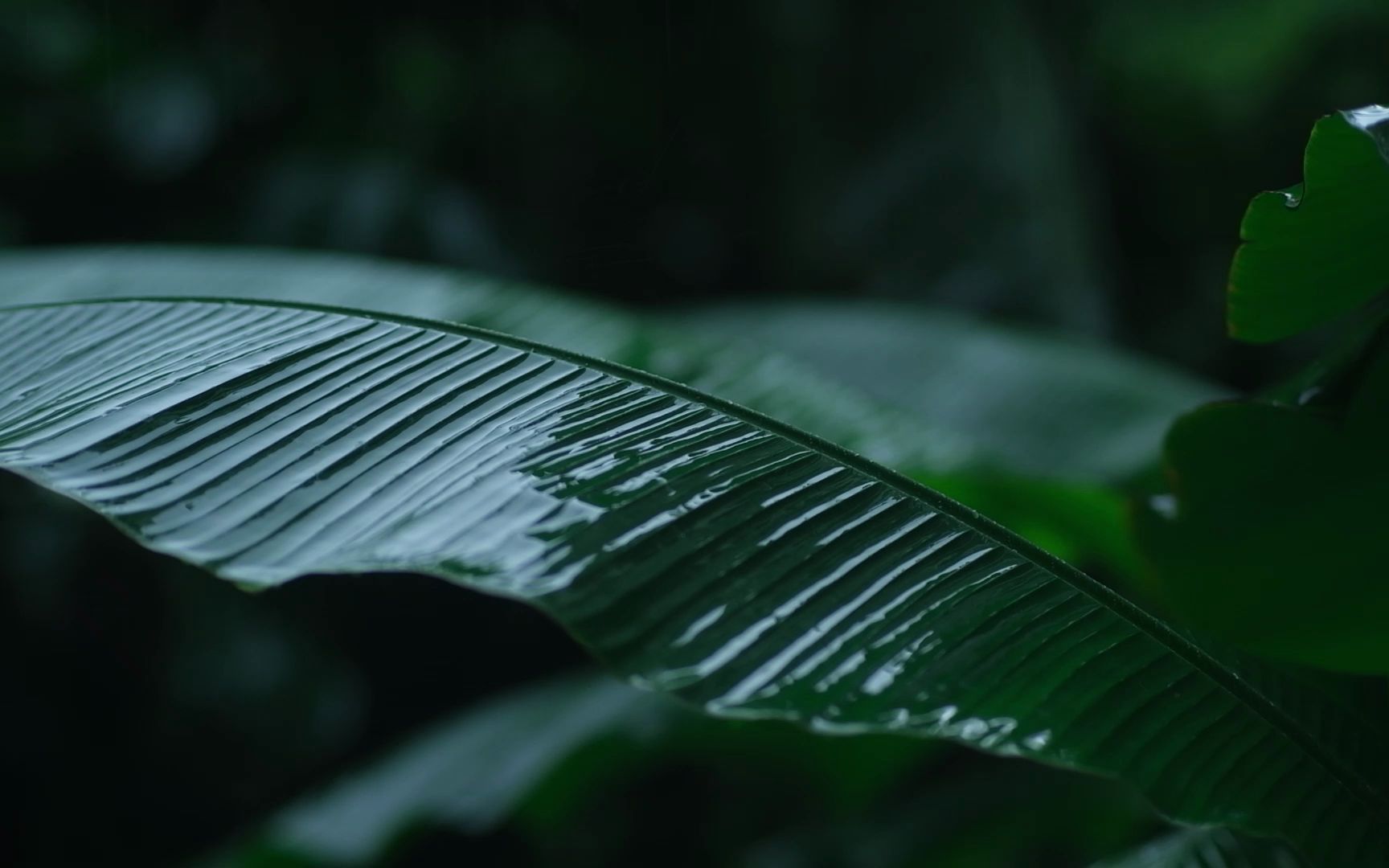 [图]纯享版雨落芭蕉